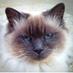 Dalai Lama's Cat (@dalailamascat) Twitter profile photo