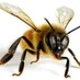 ThePowersThatBee (@lovehanded) Twitter profile photo