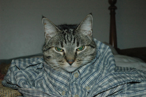 Tavaresm1's profile picture. Just a simple DBA that loves to cook, hike and learn