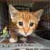 Curiosity Killed de (@cukithecat) Twitter profile photo