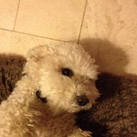 Lorna Bedford (@lollybedders) 's Twitter Profile