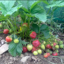 Grower and seller of natural strawberry plants in the Burren, Clare, Ireland. #thisgardenyear