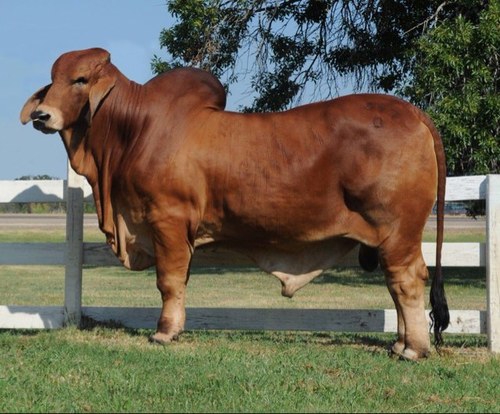 We are a family farm with a great production and show ring history. Look for us at shows throughout the country as we campaign our cattle.