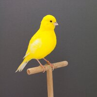 Incompletedictionary (@incomdictionary) 's Twitter Profile