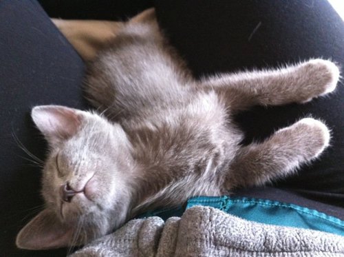 TishMarrable's profile picture. I am a social work academic, not a kitten. Research: emotions & practice,
autistic adults & social care, shamanic practice & deathwork