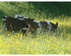 Organic Raw Milk Delivered in the UK!