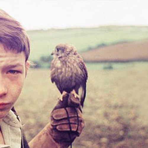Av bin flyin round for 40 odd years wi thi little shit billy as mi owner, cocaine addict and occasionally like to swoop down on fat birds chips