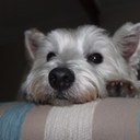 Danielle Callow - @casacallow - Twitter