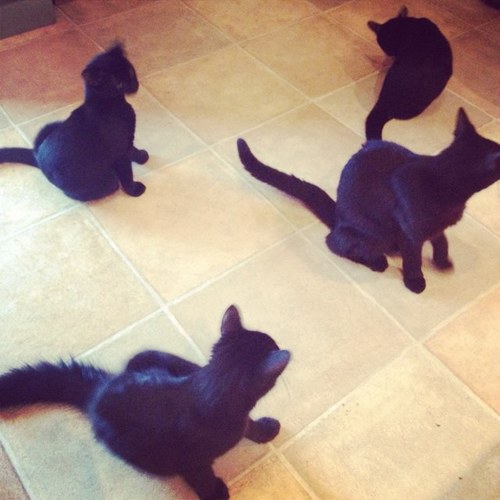 In and out of the cat flap of life. As Plato once said, 'Not every day is salmon.'
