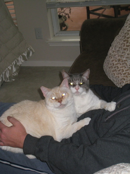 Within the heart of every stray lies the singular desire to be loved-Great life, 7 adorable rescues that love to tweet with mom - my passion-animal welfare
