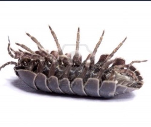 My name Is twinkle, I'm your everyday woodlice , when I'm on my back I need help turning over... Please don't scare me or I will roll into a ball