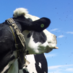 Crowhill (@icr0whill) Twitter profile photo Crowhill (@icr0whill) Twitter profile photo