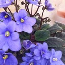 mary carmen abraham - @abraham_carmen - Twitter