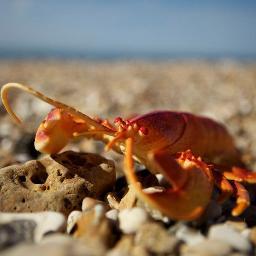 whitstablemumuk's profile picture. 