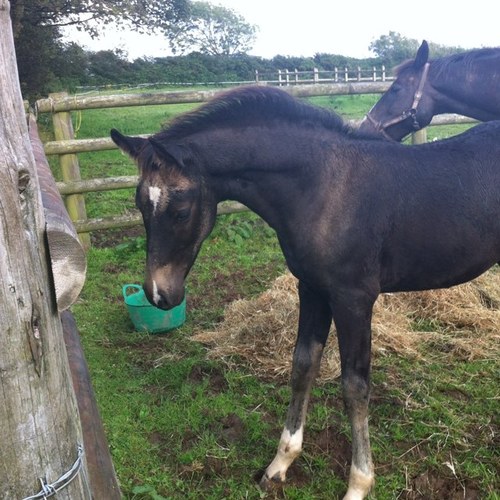 salhamish's profile picture. 