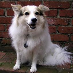 A young (ish) Democrat, passionate about electing Democrats; love dogs; live in Northern California.