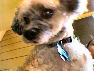 PoodleGeppetto's profile picture. I'm a poodle