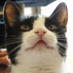 Chaoskater (@chaoskater) Twitter profile photo Chaoskater (@chaoskater) Twitter profile photo