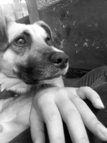 Um cachorro de estilo
