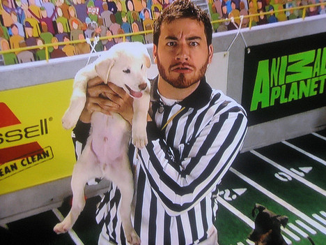 This job is for the dogs