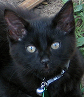 MysticDaCat's profile picture. Bomboy or Burmese? You tell me. Either way, I am one cute kitty, bad to the bone, and the purr in mama's heart.