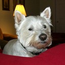 barry lindstrom - @olbear2 - Twitter