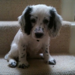 Obie_Cockapoo's profile picture. More cock than poo