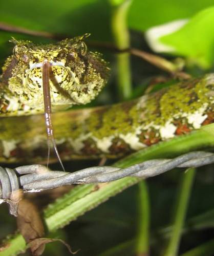 Working to conserve snakes and reduce human snakebite in Panama through research and education.