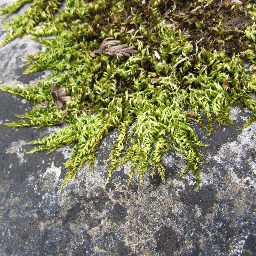 A rolling stone gathering moss.