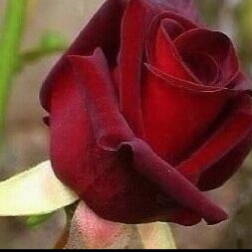 { رَبِّ اجْعَلْنِي مُقِيمَ الصَّلاةِ وَمِن ذُرِّيَّتِي رَبَّنَا وَتَقَبَّلْ دُعَاء }