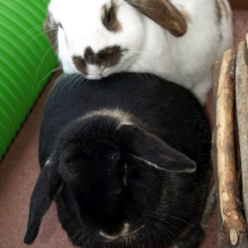 Two bunnies