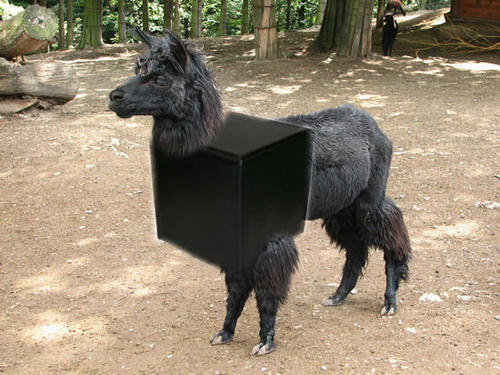 llamacube's profile picture. 