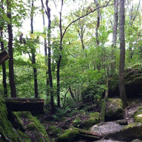 meadowoodtree's profile picture. Steve Lang, owner of Meadowood Tree Service offering quality tree care  for Caledon, King, New Tecumseth, Hockley Valley, Orangeville and York Regions.