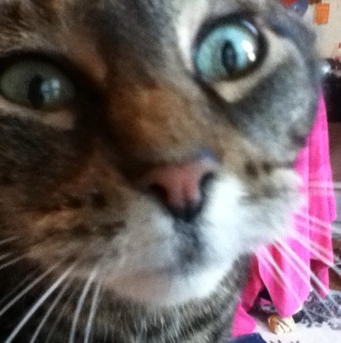 catproblems69's profile picture. Meow.