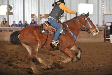 Helping People, One horse at a time....