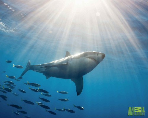 I love my family most but sharks are a close second. I am living with MS. And I hate hypocrites & snobs.