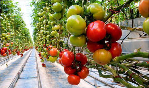 HomegrownHydrop's profile picture. Homegrown organic tomatoes!