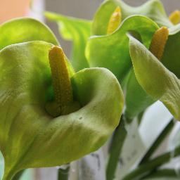 Gaggero_Garden's profile picture. Sono quattro generazioni che la famiglia Gaggero svolge la propria attività nel fantastico mondo del verde.Dal 1985 anche nell'arredo giardino e hobbystica.