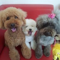 プードルママ (@cherieyama) Twitter profile photo