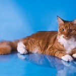 catstars_ru's profile picture. Мы - московский питомник кошек породы мейн кун. Занимаемся разведением и продажей котят этой замечательной породы.