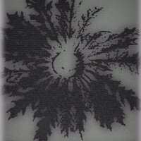 raul nut (@raulnut) 's Twitter Profile