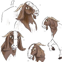 HerbieBoer's profile picture. I'm just a goat who likes to do goat things.