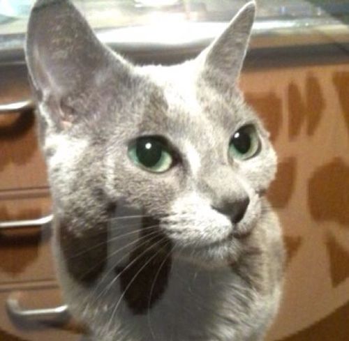 akamutsu's profile picture. 