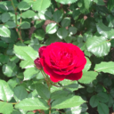 misato (@1977_misato) Twitter