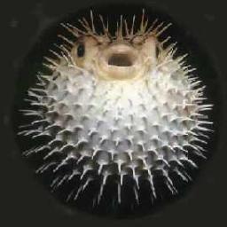 gordipez's profile picture. 