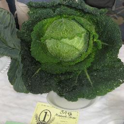 PennyHassell's profile picture. Staff at Birchfields primary school