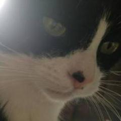 Other cats call me the luckiest cat in the world because basically, Harry Styles is my daddy. Meow.