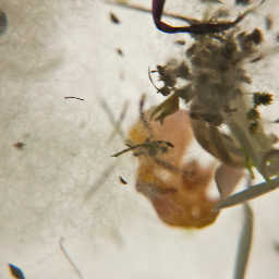 dygoro_sasaki's profile picture. visual arts / photography / video arts / installations / mixed media