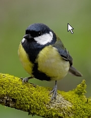 TheGreatTit's profile picture. 