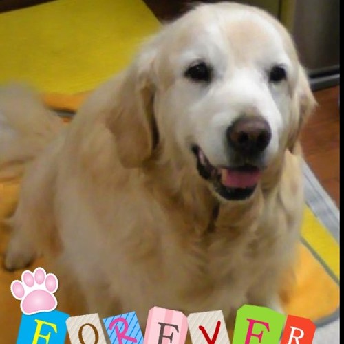 morning323bell's profile picture. Dogs /GoldenRetriever /Animals /AmericanTV,Movie /Anime/香港映画/Rock,Pops,Country /Coffee/Car/embossing凸凹/tiles/MIX♀→相棒♀(GR)& チビママ♀(マル)& おチビ♂(マル)年齢順にみんな🌈へ